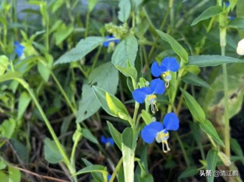 除草剂十大产品排行榜最新(环嗪酮除草剂)插图9