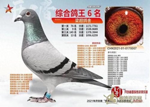 北京十大赛鸽名家排行榜(中国赛鸽名家前10名)插图5