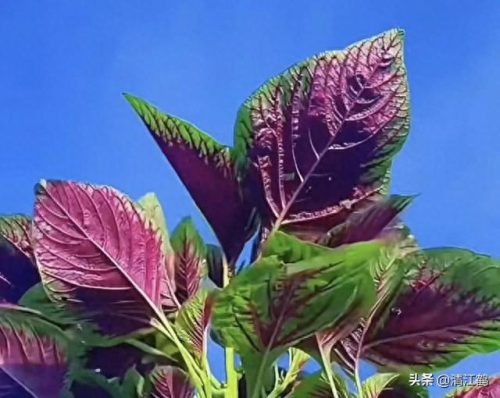 除螨剂十大排行榜(青花椒除螨剂靠谱吗)插图6