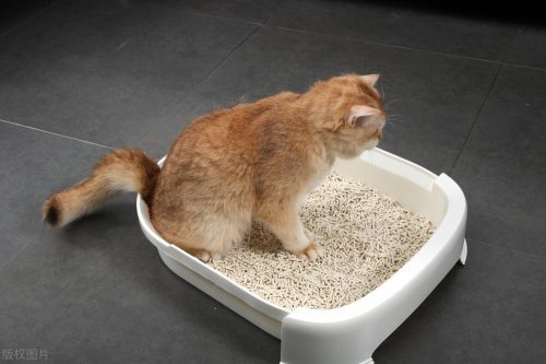 怎样判断猫报复性尿床（怎样制止猫尿床）插图1