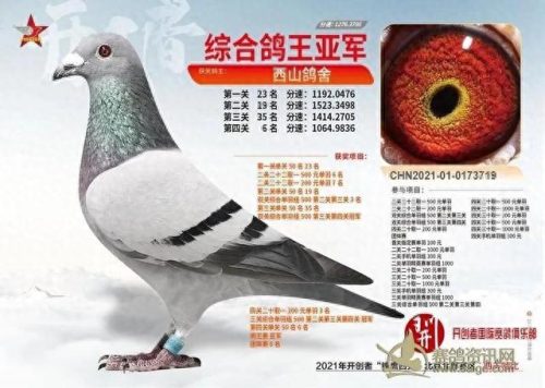 北京十大赛鸽名家排行榜(中国赛鸽名家前10名)插图1