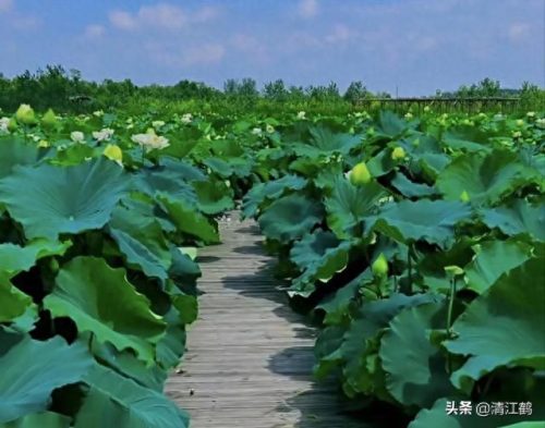除螨剂十大排行榜(青花椒除螨剂靠谱吗)插图18