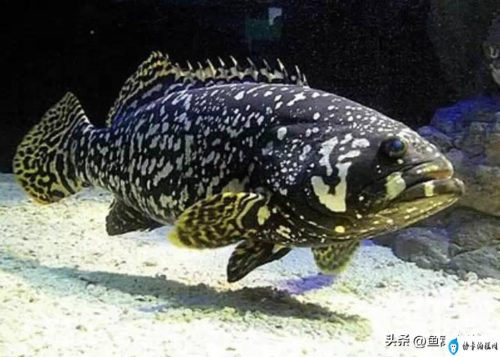 80斤石斑鱼能卖多少钱(最普通的石斑鱼30斤卖多少钱)插图4