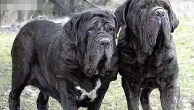 十大最大巨型犬种排行榜(佛山十大禁养犬种)插图6