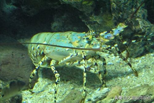 十大龙虾排行榜图片(十大最好龙虾排名)插图15