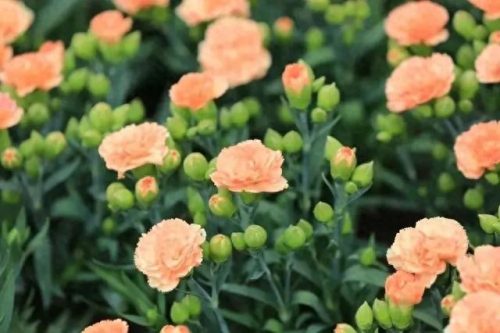 中国十大著名植物园排行榜(国内各大旅游景点排名)插图21