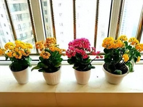 卧室内盆栽十大排行榜(镇宅第一名树)插图6