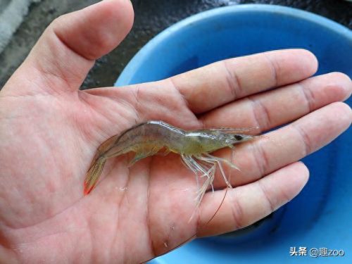 十大虾类刺身排行榜(十大刺身鱼排名)插图2