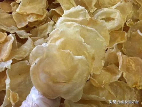 什么是鱼胶十大鱼胶排行榜(巴沙鱼鳔价格)插图22