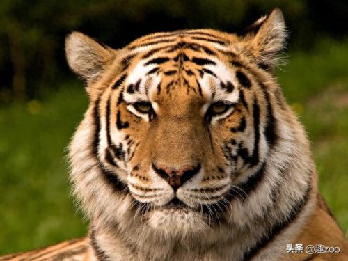 十大食物链霸主排行榜(5个食物链结构图)插图5