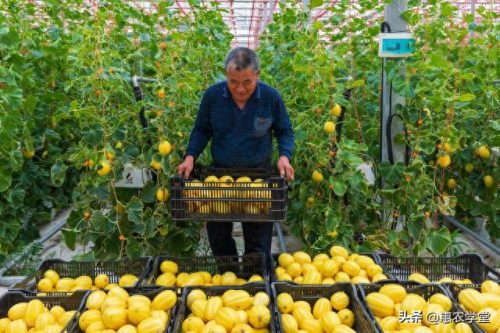 甜瓜品种十大排行榜视频(甜瓜老品种大全一览表)插图2