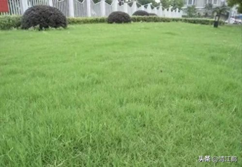 除草剂十大产品排行榜最新(环嗪酮除草剂)插图10