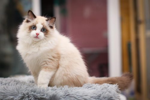 怎样判断猫报复性尿床（怎样制止猫尿床）插图