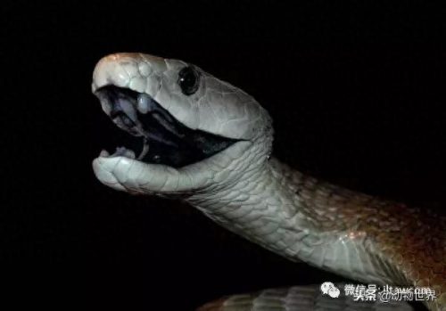 世界上最毒十大毒蛇排行榜(中国蛇毒排名第一)插图17