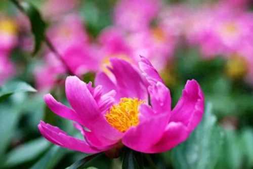 中国十大著名植物园排行榜(国内各大旅游景点排名)插图38