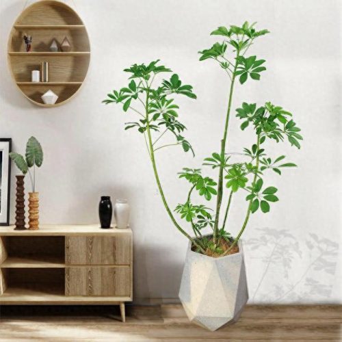 十大最好养的绿植排行榜(镇宅第一名树)插图17