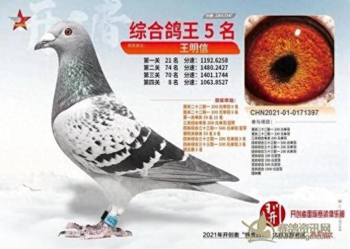 北京十大赛鸽名家排行榜(中国赛鸽名家前10名)插图4