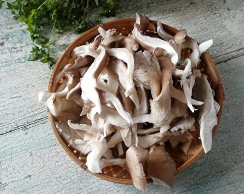 全国菌类种植十大排行榜(种植的菌类有哪些品种)插图19