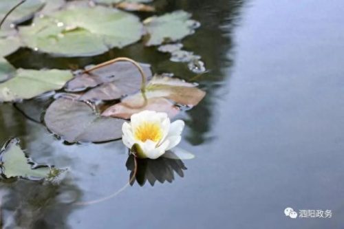 中国十大著名植物园排行榜(国内各大旅游景点排名)插图33