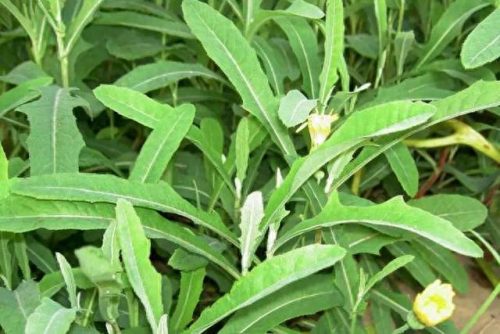 十大补品药材排行榜最新图片(十大补品药材之最)插图2