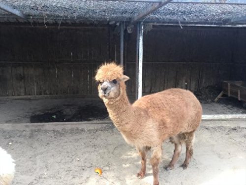 阜阳十大最好玩的地方排行榜(阜阳游玩排行榜)插图7