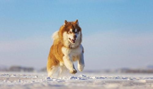 世界级十大军犬排行榜(十大军犬电影)插图13