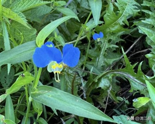 除草剂十大产品排行榜最新(环嗪酮除草剂)插图17