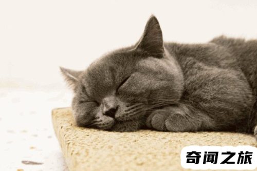 女生说好rua是暗示什么(rua什么意思网络用语)插图