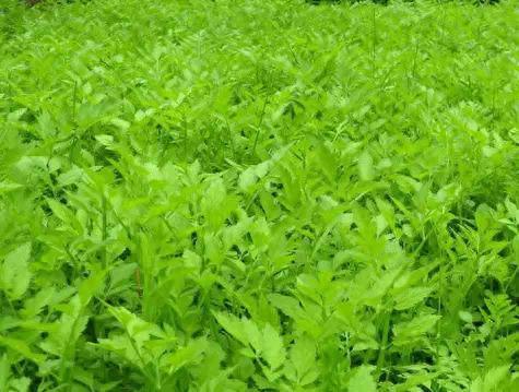 十大补品药材排行榜最新图片(十大补品药材之最)插图24