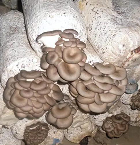全国菌类种植十大排行榜(种植的菌类有哪些品种)插图14