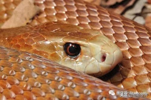 世界上最毒十大毒蛇排行榜(中国蛇毒排名第一)插图10
