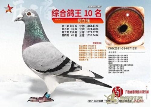 北京十大赛鸽名家排行榜(中国赛鸽名家前10名)插图9