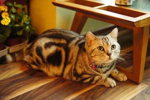 怎样判断猫报复性尿床（怎样制止猫尿床）插图2