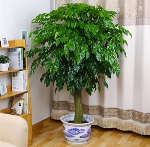 十大最好养的绿植排行榜(镇宅第一名树)插图21