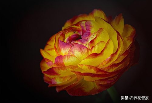 为什么不能送人洋牡丹(牡丹为什么不能送人)插图2