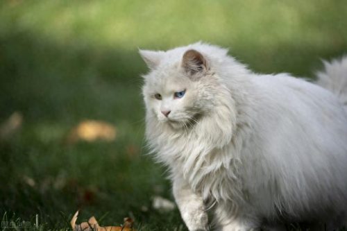 猫奶粉十大排行榜最新(奶猫奶粉口碑最好的前十名)插图1