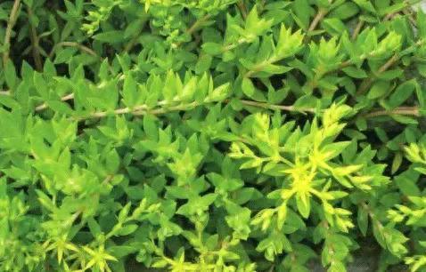 十大补品药材排行榜最新图片(十大补品药材之最)插图18