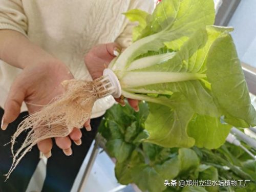 十大家庭水培蔬菜排行榜(水培蔬菜技术哪里能学习培训)插图3