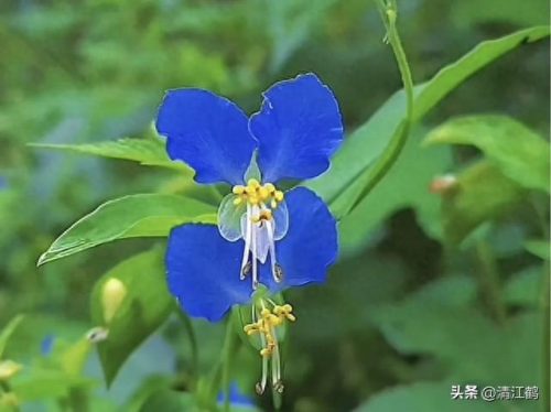 除草剂十大产品排行榜最新(环嗪酮除草剂)插图27