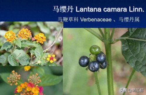 除草剂十大产品排行榜最新(环嗪酮除草剂)插图26