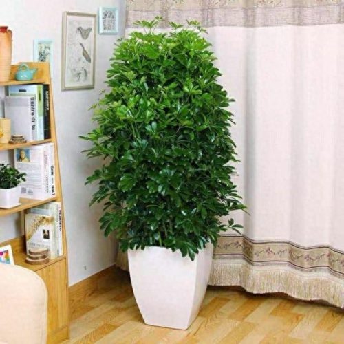 十大最好养的绿植排行榜(镇宅第一名树)插图16