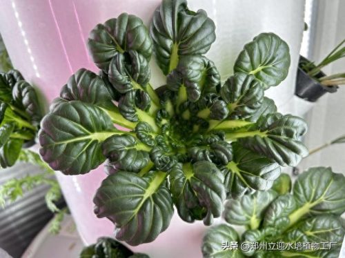 十大家庭水培蔬菜排行榜(水培蔬菜技术哪里能学习培训)插图1