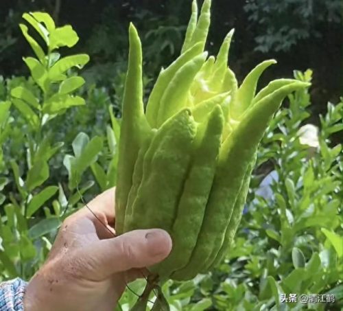 除螨剂十大排行榜(青花椒除螨剂靠谱吗)插图