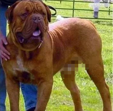 十大最大巨型犬种排行榜(佛山十大禁养犬种)插图8