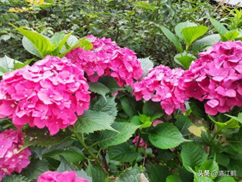 除螨剂十大排行榜(青花椒除螨剂靠谱吗)插图25