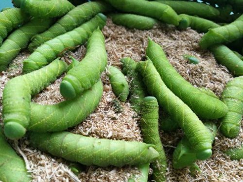 十大不可思议美食排行榜(你不知道的五大美食)插图5