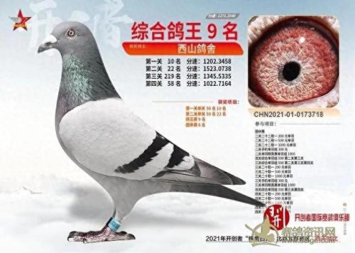 北京十大赛鸽名家排行榜(中国赛鸽名家前10名)插图8