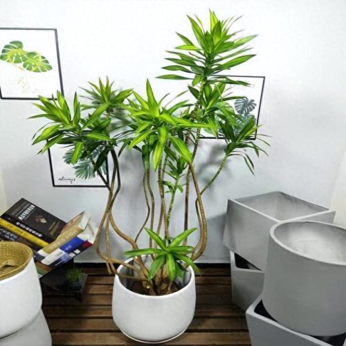 十大最好养的绿植排行榜(镇宅第一名树)插图13