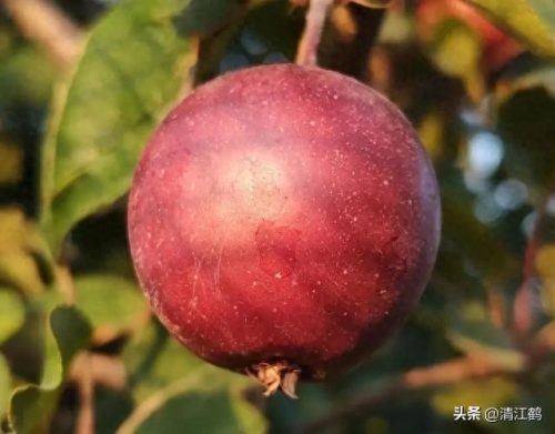 除螨剂十大排行榜(青花椒除螨剂靠谱吗)插图22