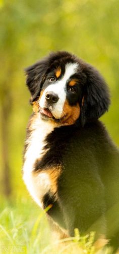 世界级十大军犬排行榜(十大军犬电影)插图14